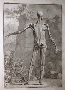 Albinus I, Pl. VII: Musculatura, ilustración de 